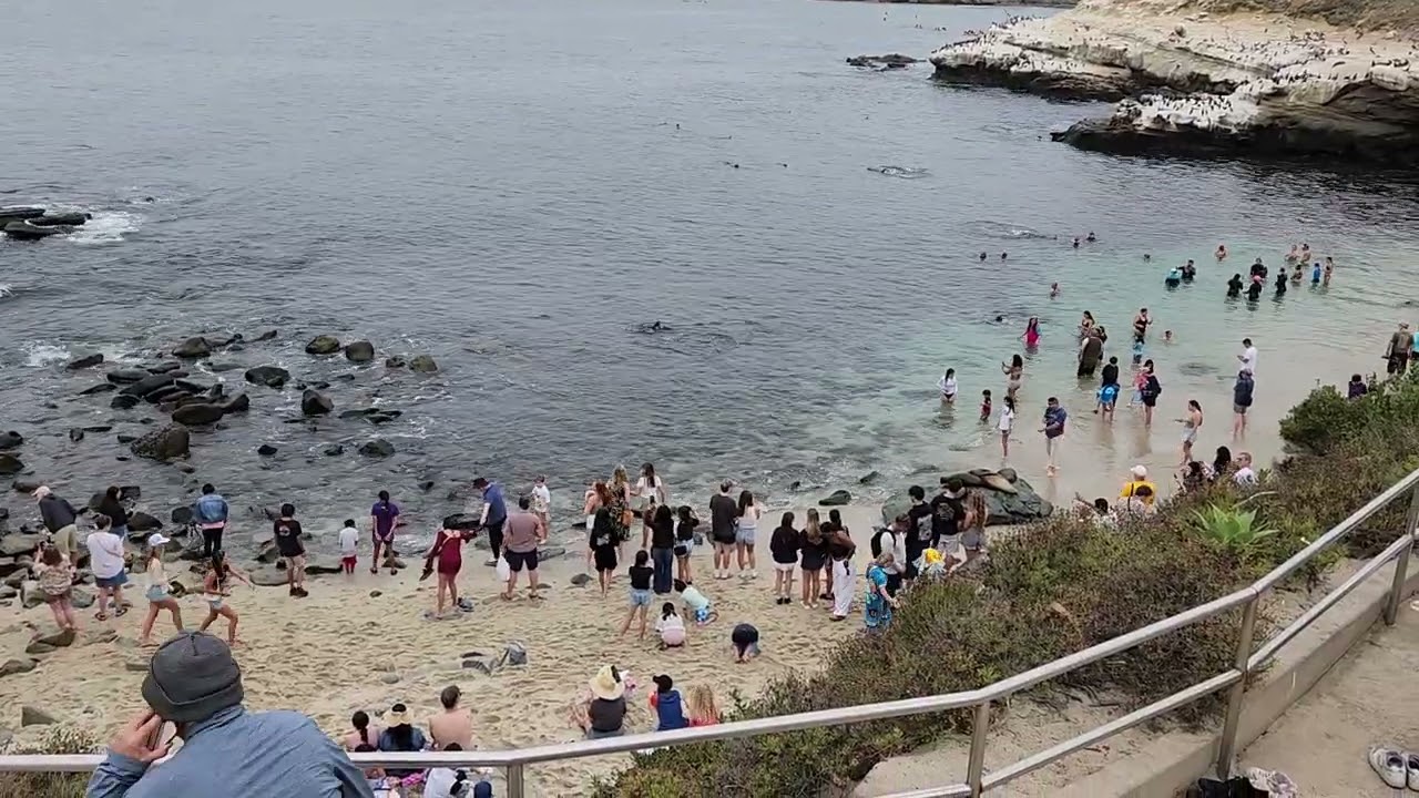 20250714 152803 La Jolla Cove seals & sea lions