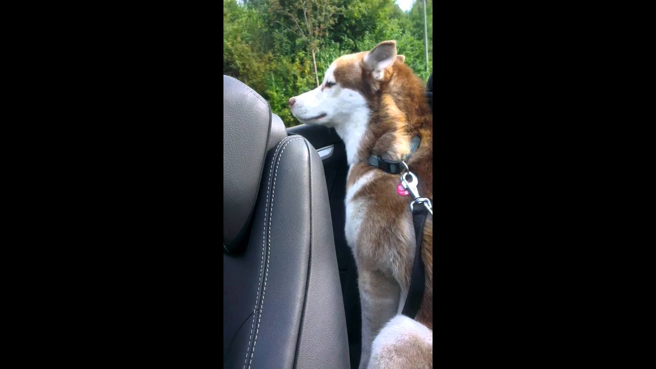 Janoschs coole Fahrt ohne Verdeck.