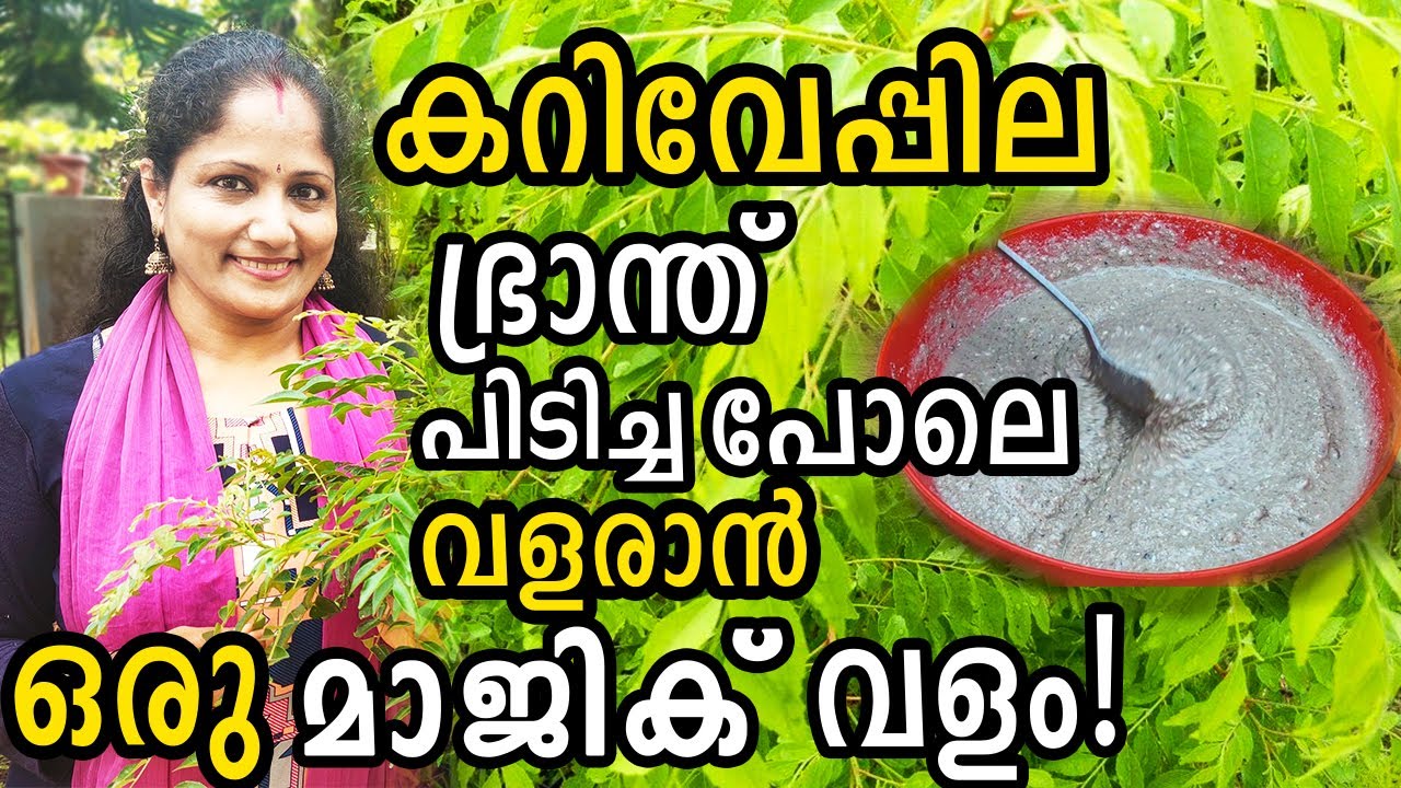 കറിവേപ്പില ഭ്രാന്ത് പിടിച്ച പോലെ വളരാൻ ഒരു മാജിക് വളം! | Curry leaves PLANT BOOSTER Malayalam