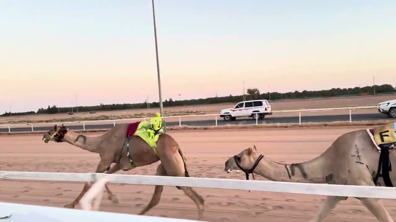 ش1الرئيسي للجذاع بكار الظبي ل سليم ثاني البلوي