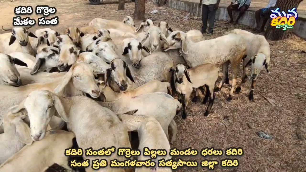 3/3/26 కదిరి సంతల గొర్రెలు పిల్లలు మందల ధరలు ప్రతి మంగళవారం సంత సత్యసాయి జిల్లా కదిరి 