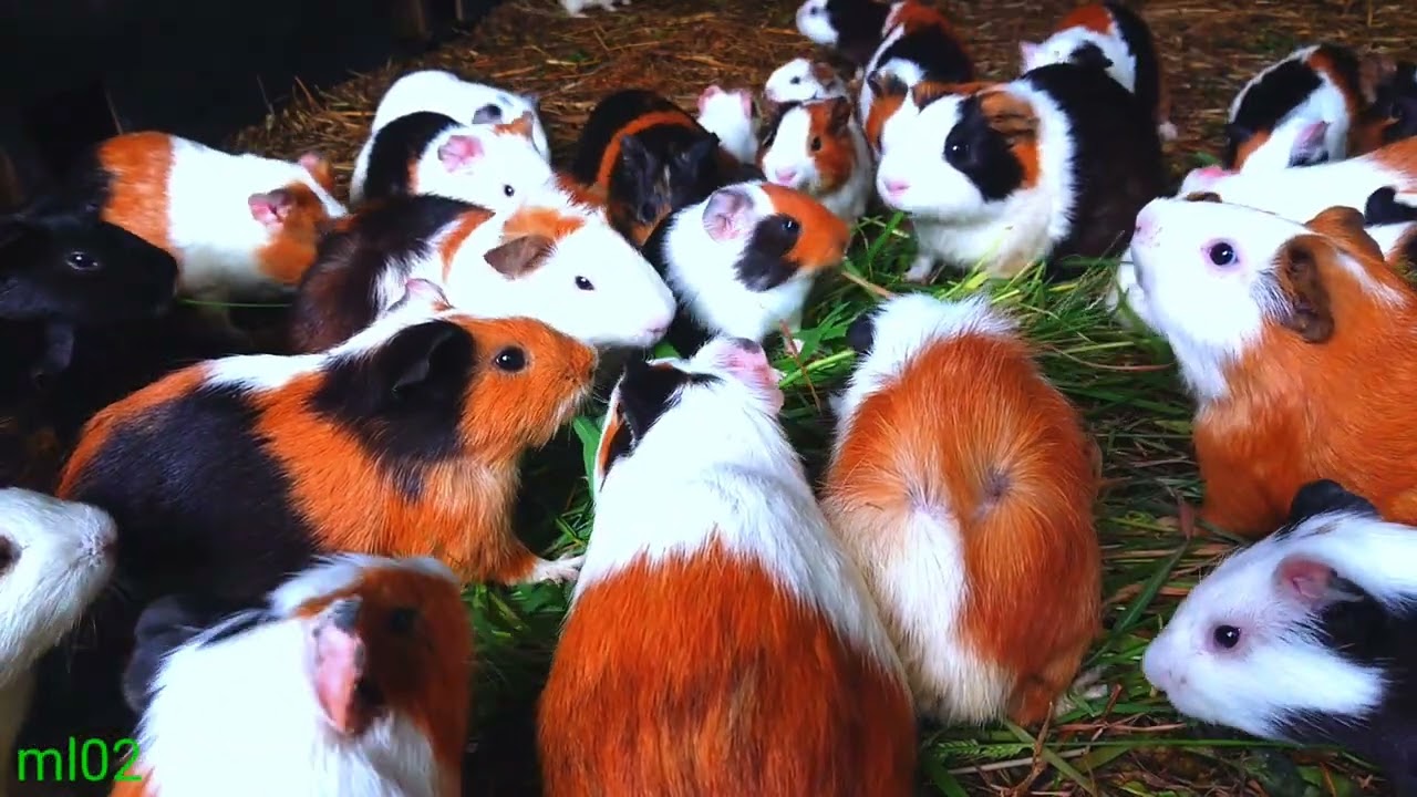 asmr|uwik..! cute guinea pig mukbang green grass fresh royo-royo 