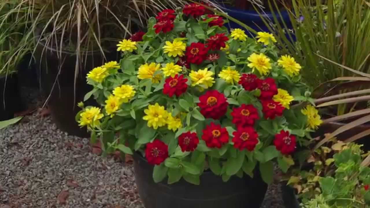 Profusion Zinnia: Explosive, Easy Color