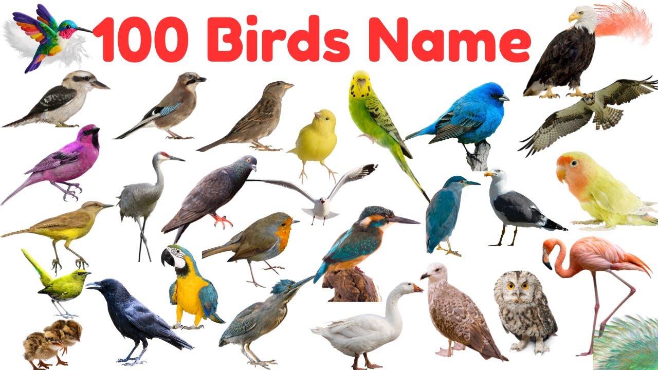 Birds Name | learn 100 Birds Name for Kids |  Birds Vocabulary for Kids 