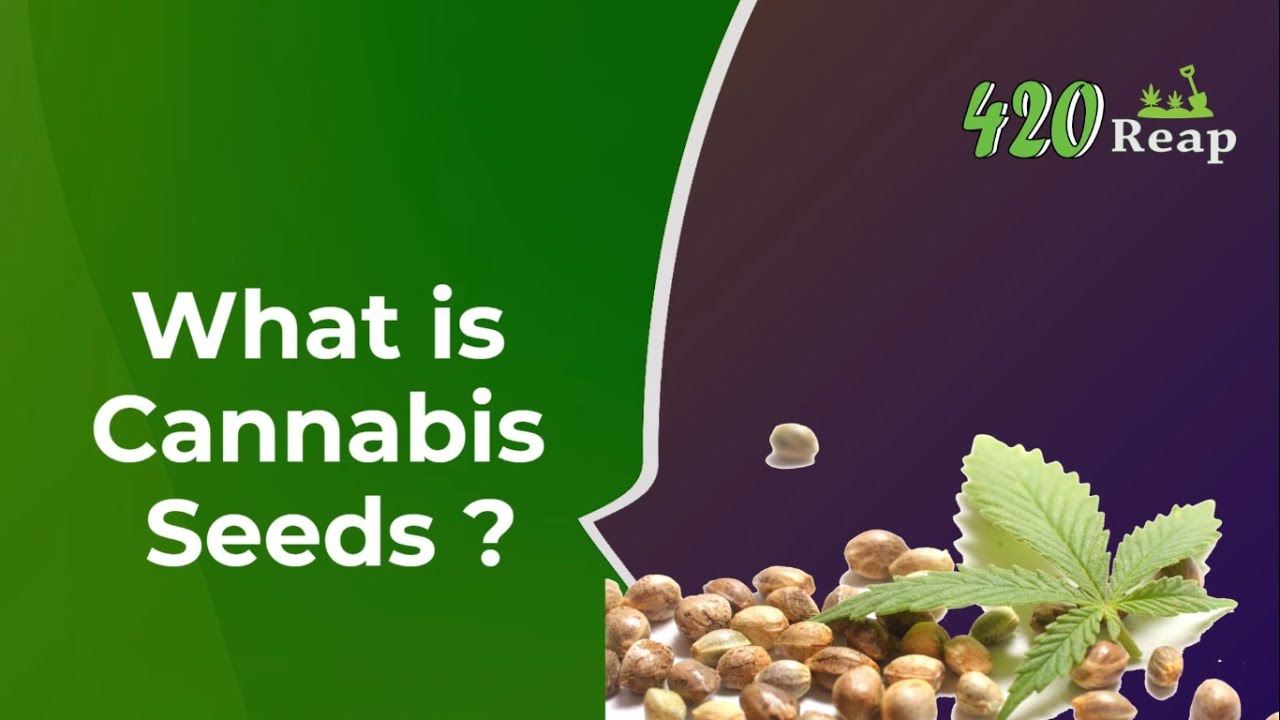Cannabis Seeds -Beginners Guide- Part:- 3 | Meaning | Varieties | Price
