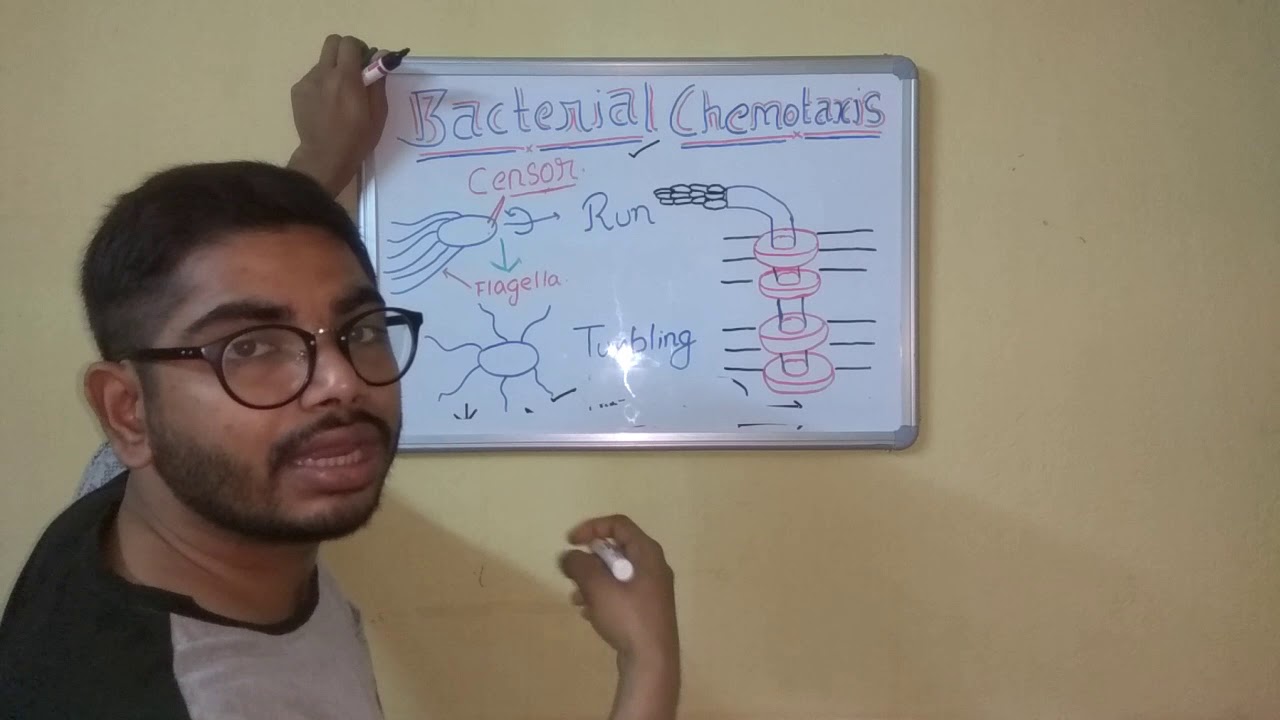 Bacterial Chemotaxis| Bacterial chemotaxis mechanism