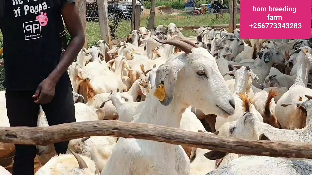 The reality that u need to know about goats farming  by hamiisi semanda +256773343283