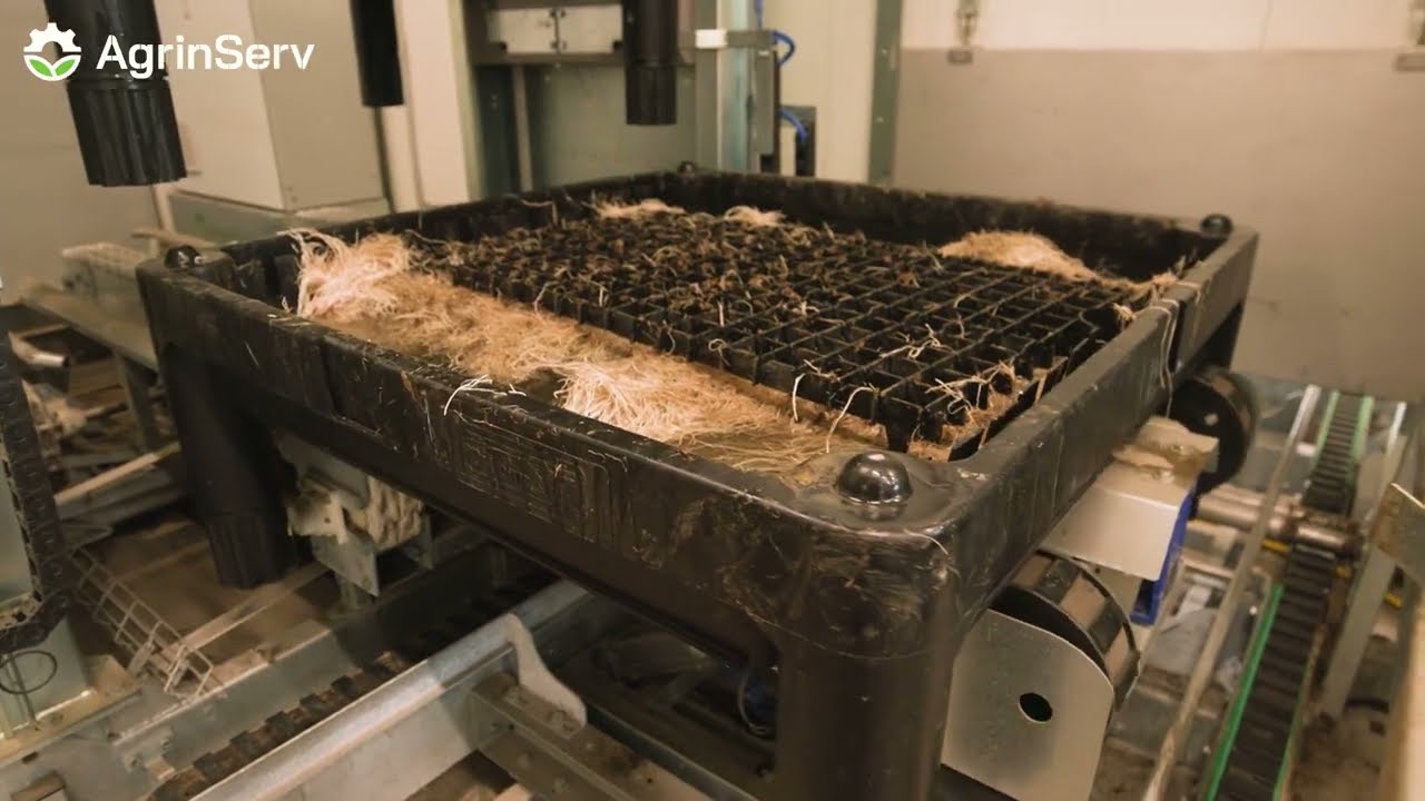 AgrinServ | Chicory production Spruit Nibbixwoud