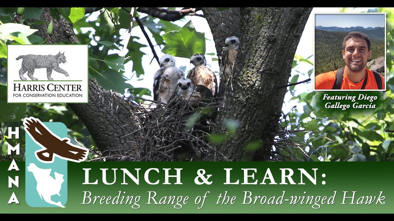 HMANA Lunch & Learn Series: Unveiling the Secrets of the Breeding Season in Broad winged Hawks