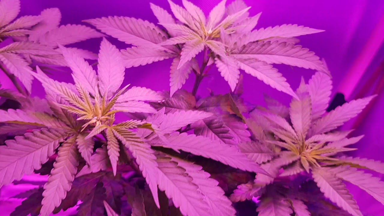Green Kush  Day 3 Of Flowering