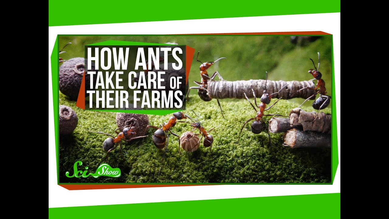 How Ants Take Care of Their Farms