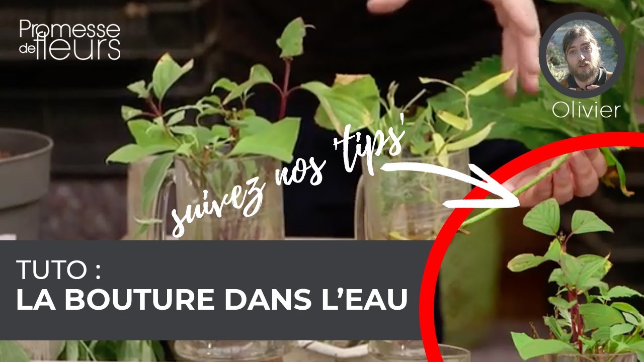 Tuto : La bouture dans l'eau!