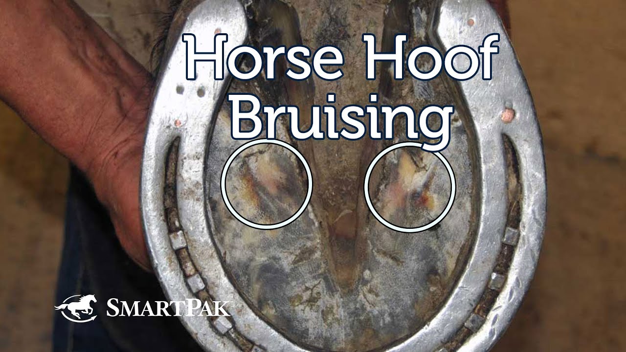 Horse Hoof Bruising