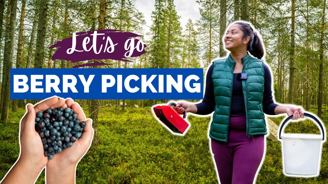 Berry Picking for the First Time in Finland I Life in Finland