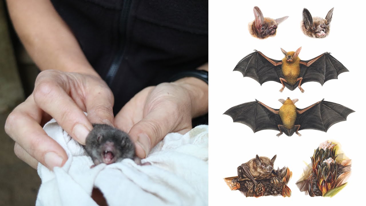 Pekapeka Native Bats