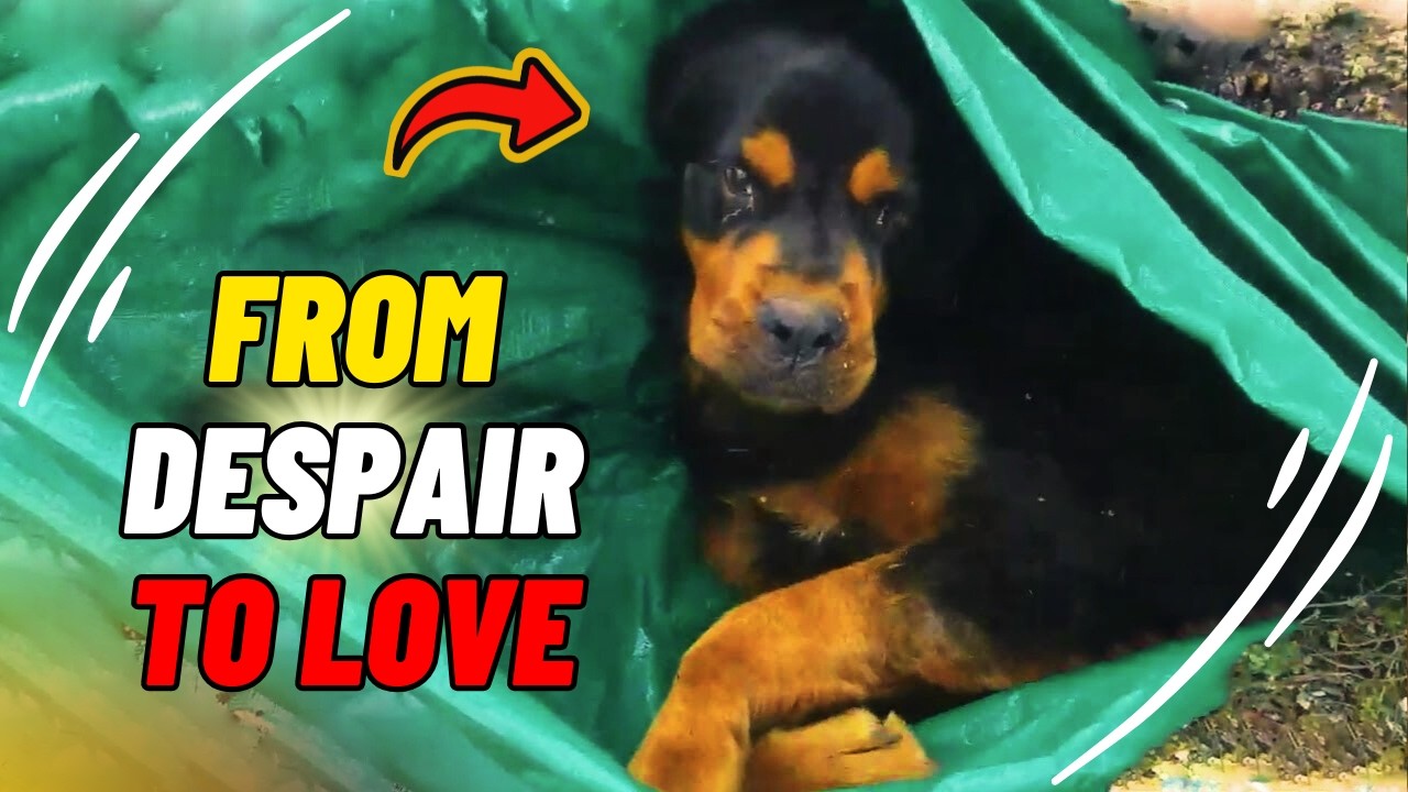 A Starving Dog Wakes Up From Her Despair Surrounded By Rescuers