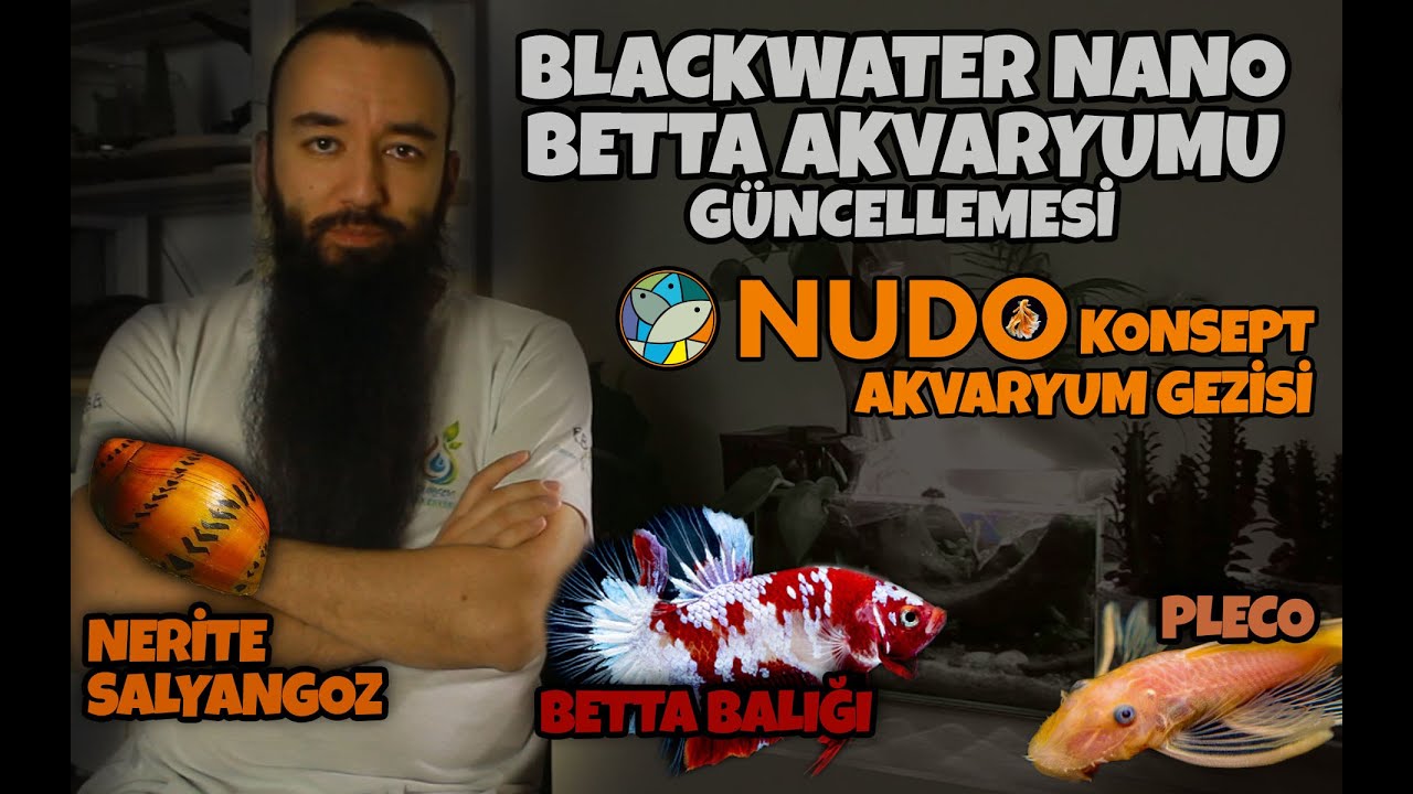 Beta Akvaryumuna Yeni Balık ve Salyangozlar - Nudo Konsept Akvaryum Gezisi - Akvaryum Bakımı