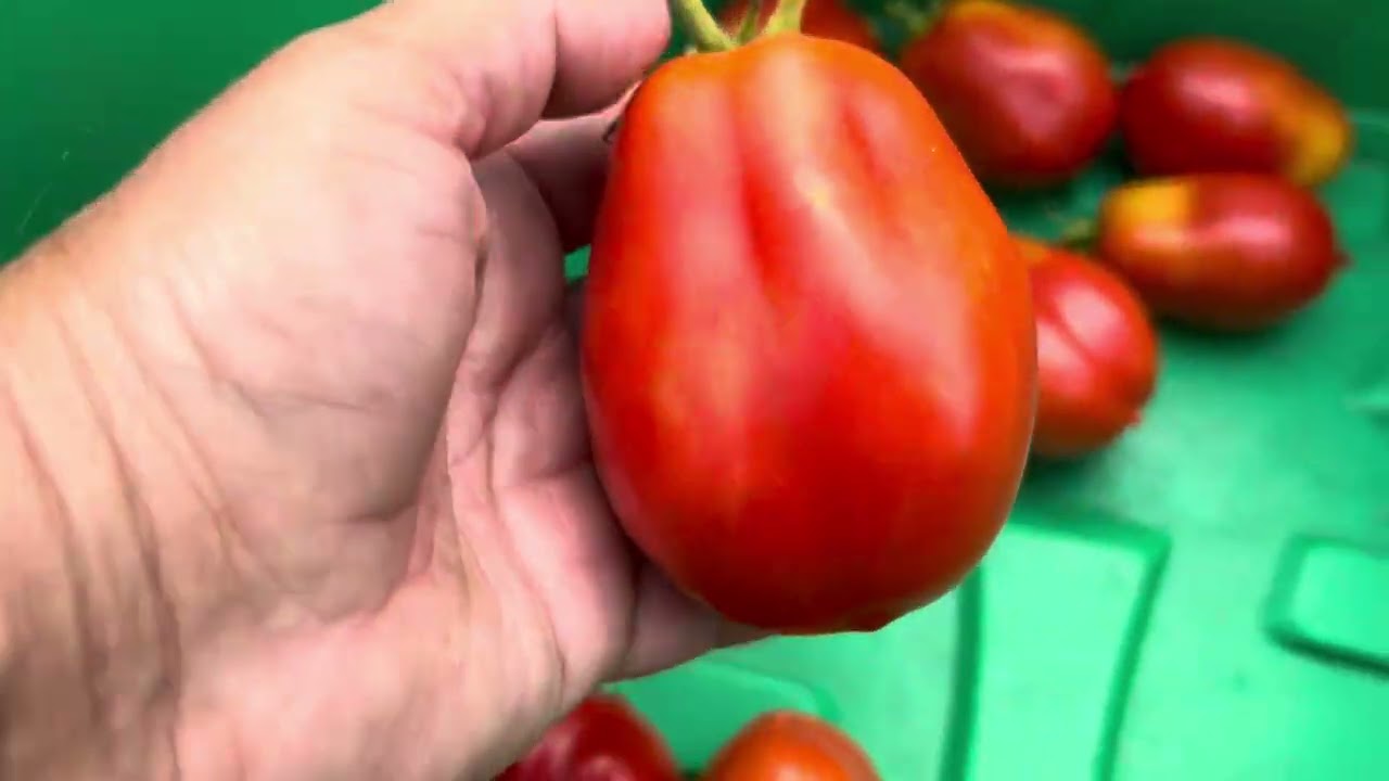 When to Pick Roma Tomatoes | My Simple Harvest Trick