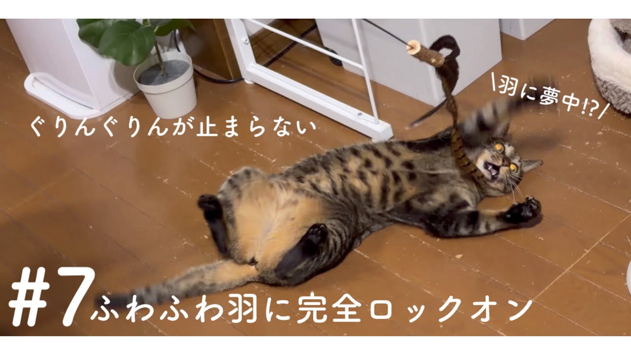 【本気モード】 羽のおもちゃでこうなりました。