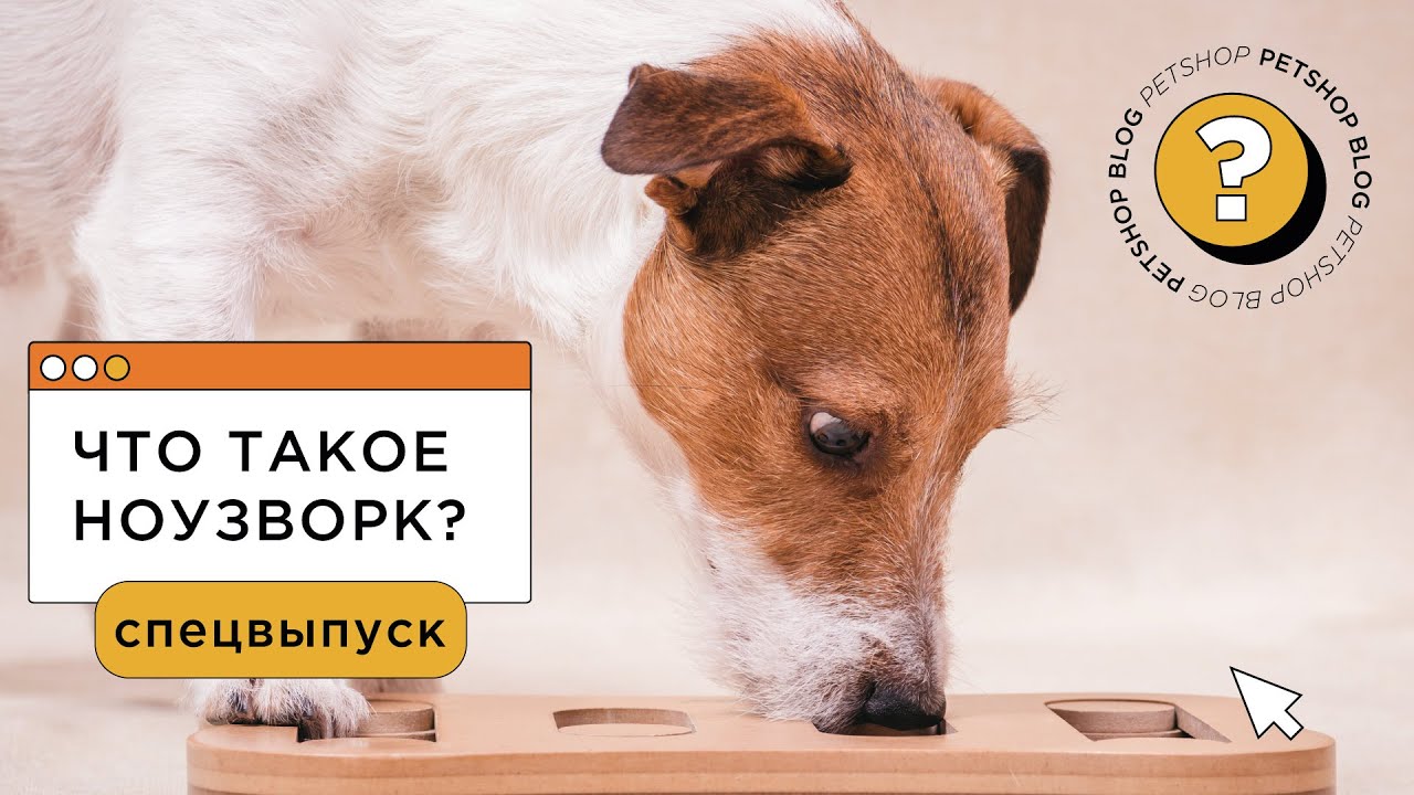 Что такое ноузворк? С чего начинать ноузворк для собак? Упражнения по ноузворку для дома (РКФ)