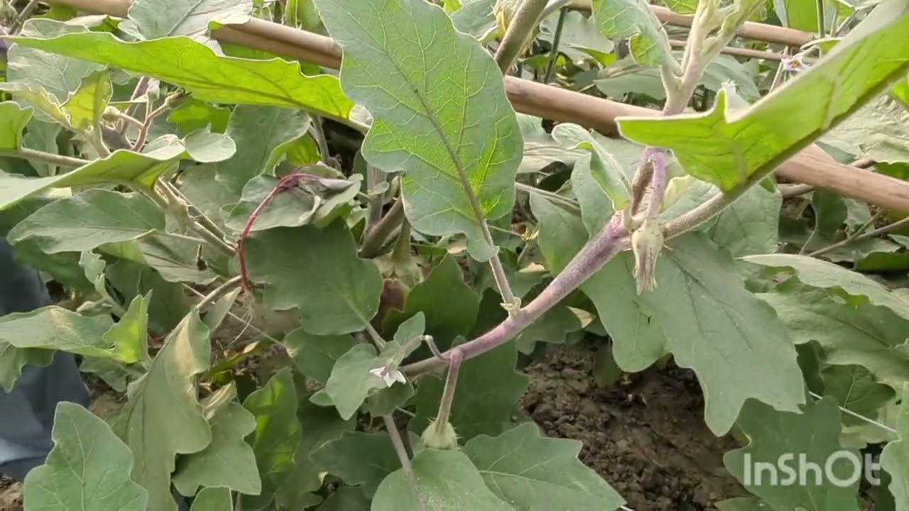  বেগুন চাষ করে স্বাবলম্বী হল......#highlightseveryone #agrifuture #farmer
