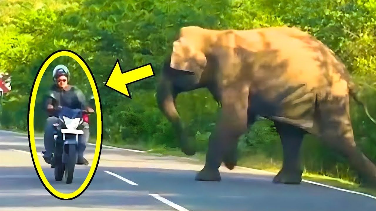 Мать-слониха умоляет о помощи. То, что произошло дальше, заставит вас потерять дар речи