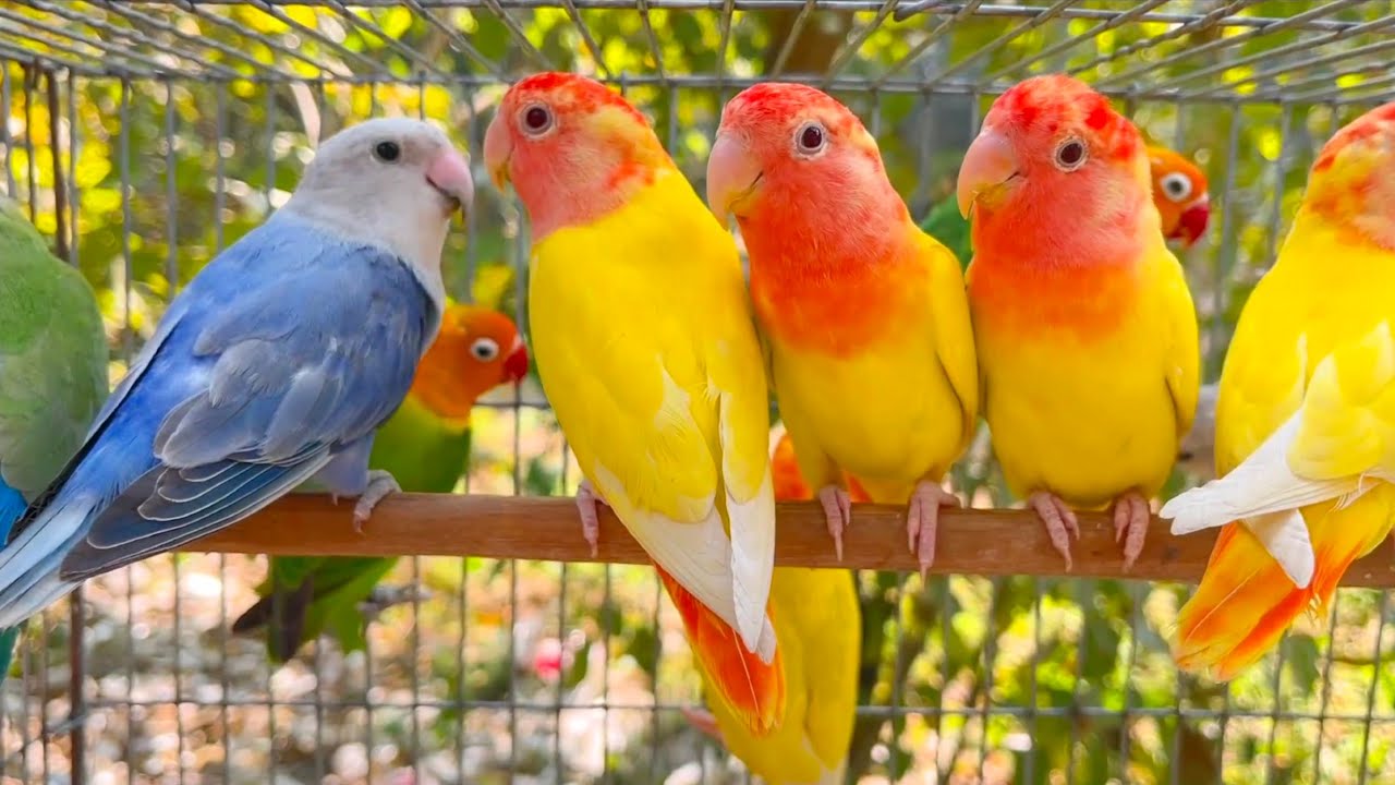 Lovebirds agapornis sound