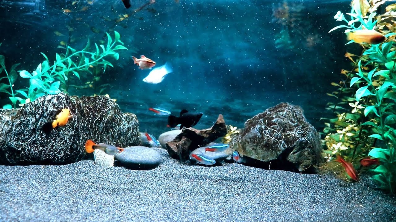 Underwater Live Stream | Real Fish Life & Water Ambience