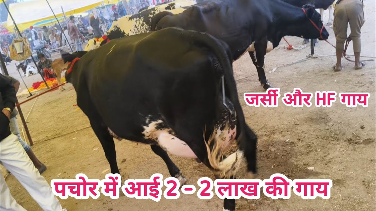 आज पचोर #पशुमंडी में आई 2 - 2 लाख की गाय  || लाइव वीडियो ✨ #sp_dairy_farm #murrah_buffalo #viral_cow