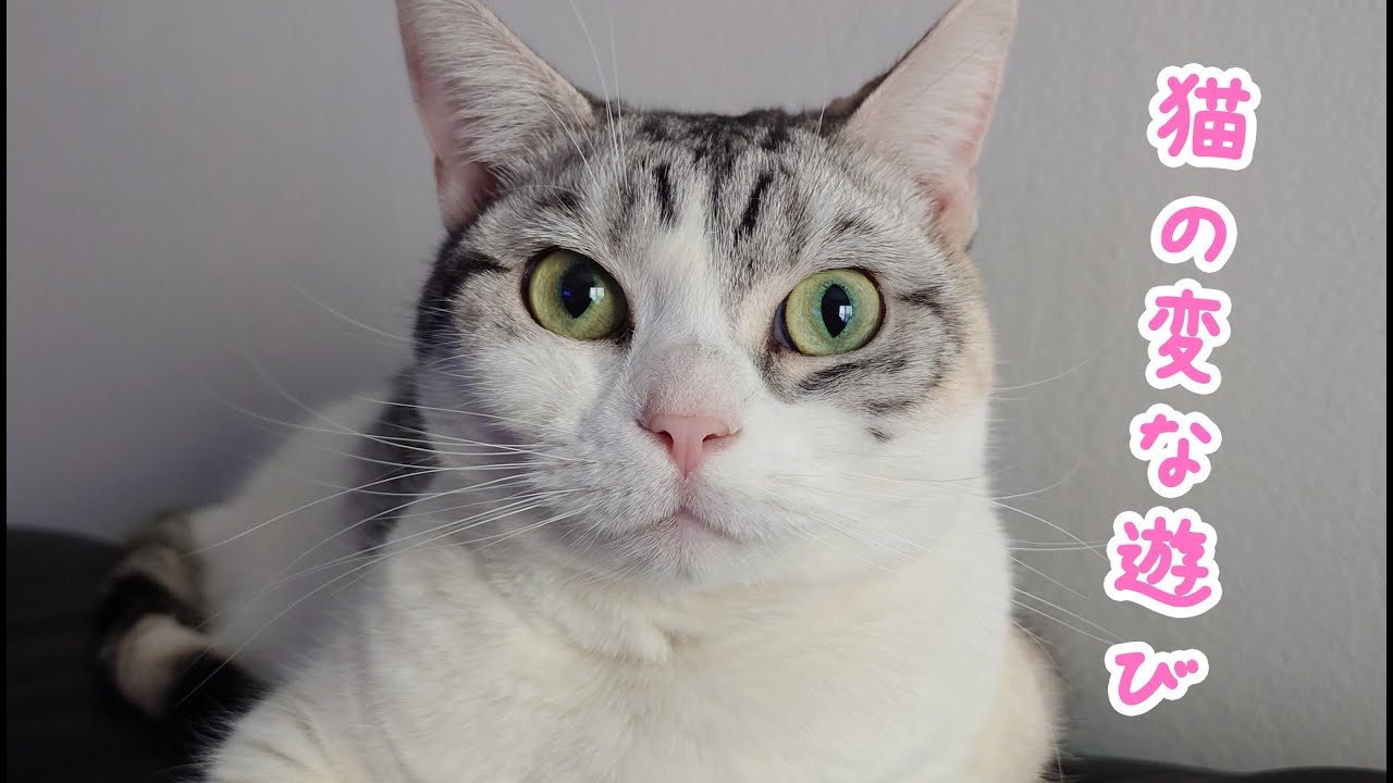 猫の変な遊び｜びびちゃんねる #cat #猫のいる暮らし #猫動画 #猫 #三毛猫
