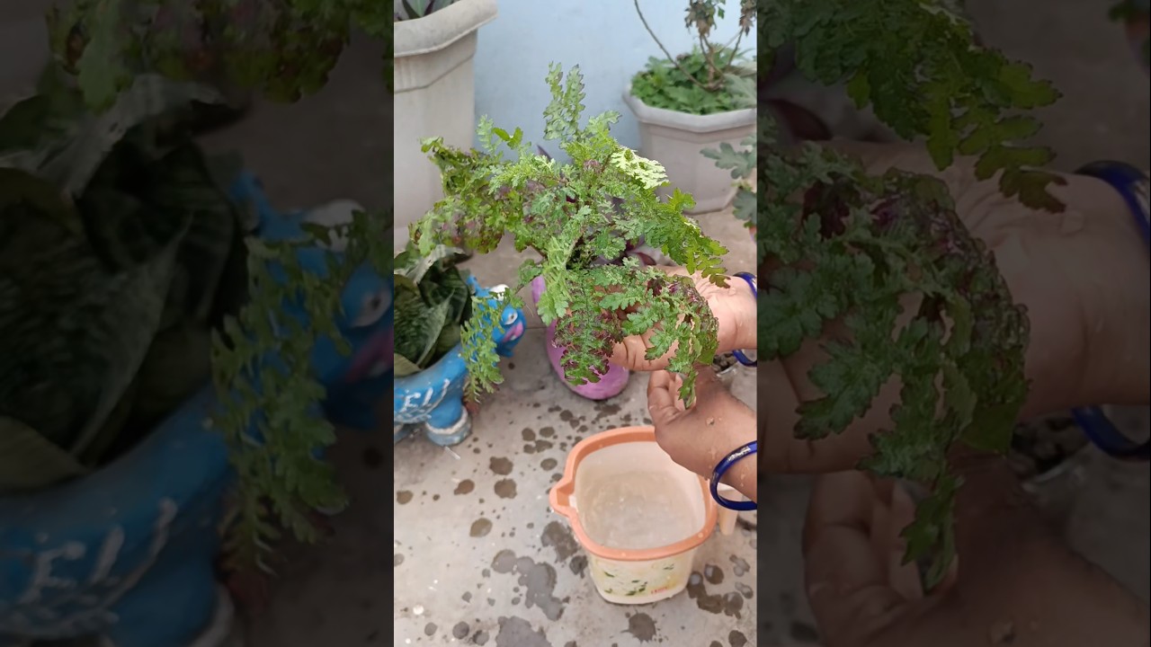 Jungle Rabbit Furn Plant को कैसे Grow करे !How to grow ?
