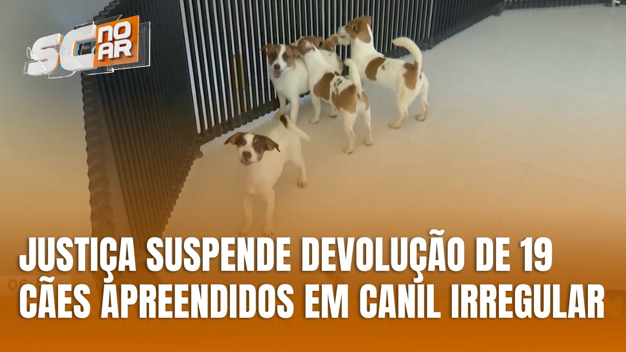 Justi&ccedil;a decide suspender devolu&ccedil;&atilde;o de c&atilde;es apreendidos em canil irregular
