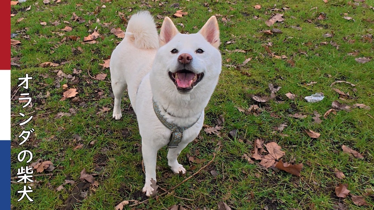 柴犬柿丸  まあまあいい感じにオフリード練習をこなす柴犬｜オランダ散歩・環境音