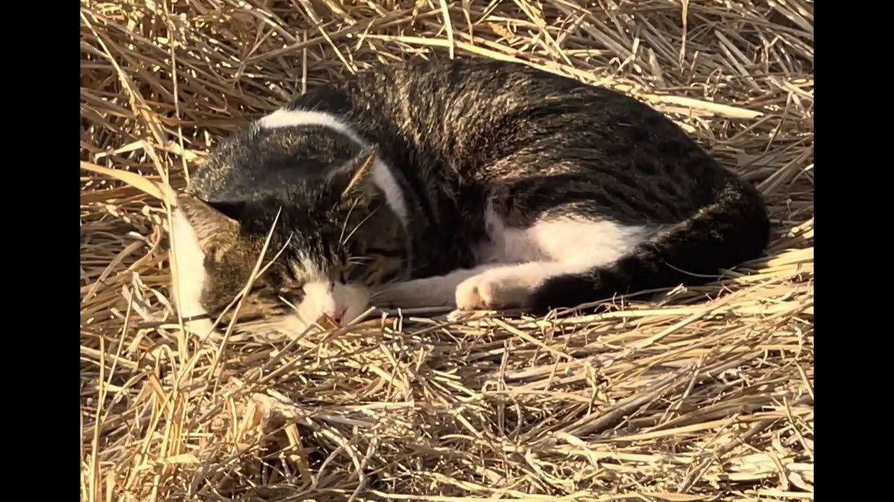 🍏😸2026年3月15日 wild cat ,野良猫,들고양이