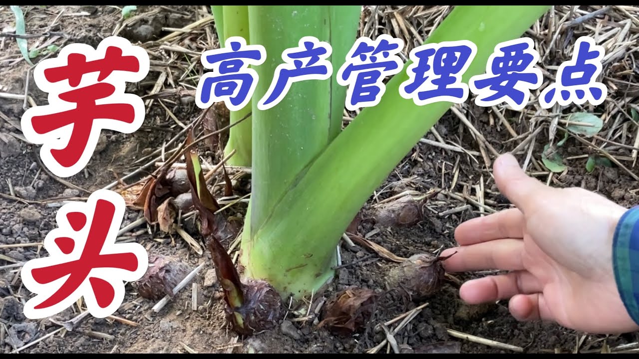 掌握这几点芋头一定会高产。#芋头家庭有机种植系列