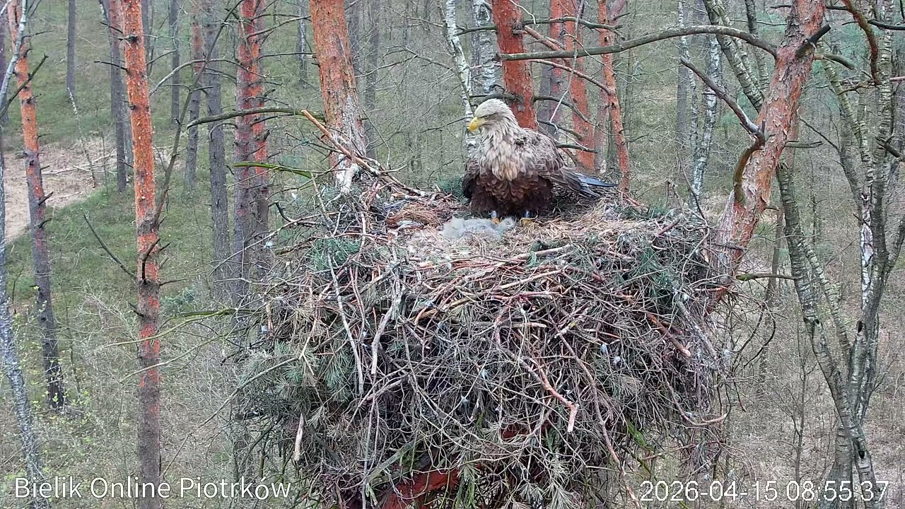 Kuna zdobywa gniazdo bielika z 3 pisklętami! /A marten takes over a WTE nest with 3 chicks!