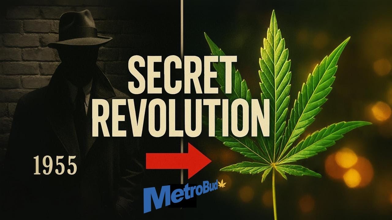 The Untold Story of NYC's Cannabis Scene
