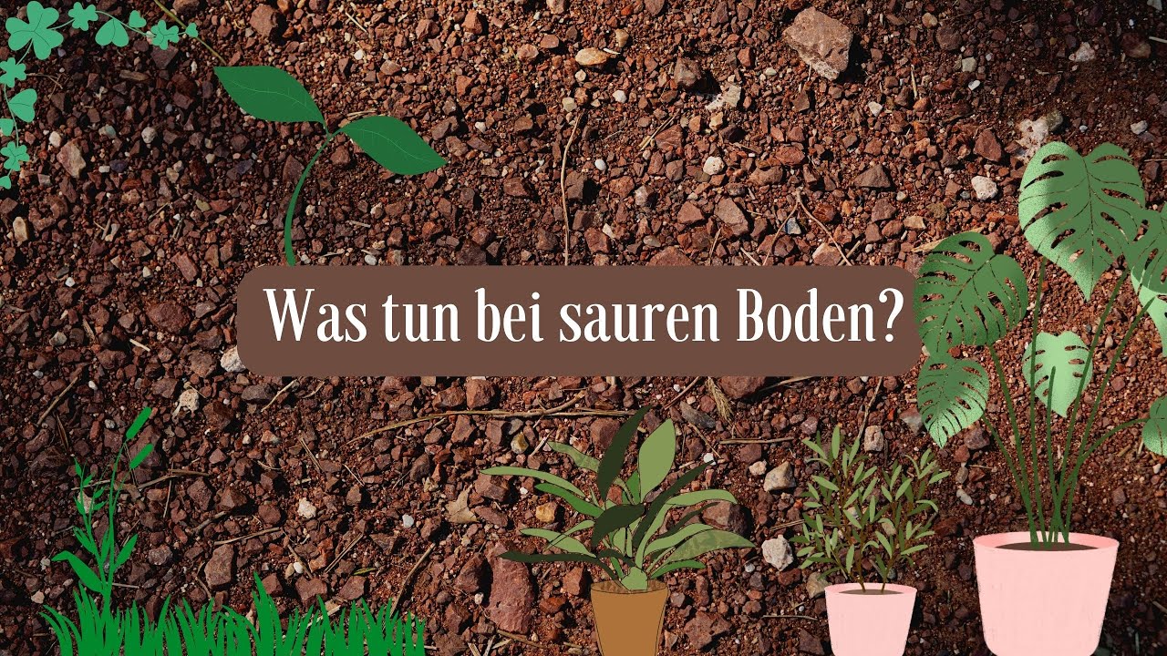 WIE ERKENNST DU SAUREN BODEN & WAS DU DAGEGEN TUN KANNST