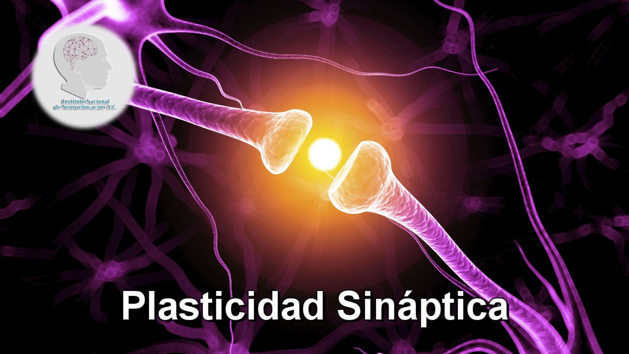 Plasticidad Sinaptica