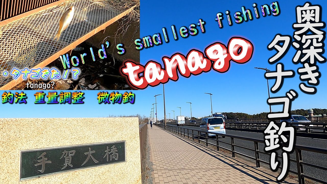 【タナゴ釣り】世界最小の釣りが日本のタナゴ釣りらしいよ　釣りして手賀沼スポットも紹介しちゃうやつ