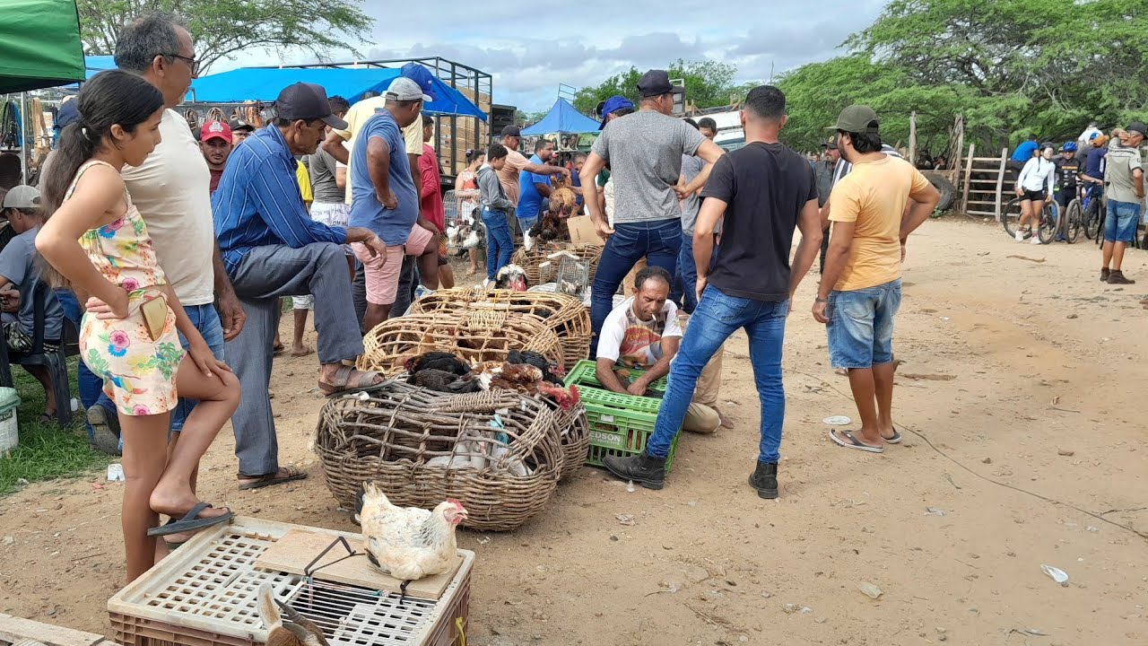 Feira de galinhas caipira da Vila do jerimum, Taquaritinga do Norte PE 08/03/2026.