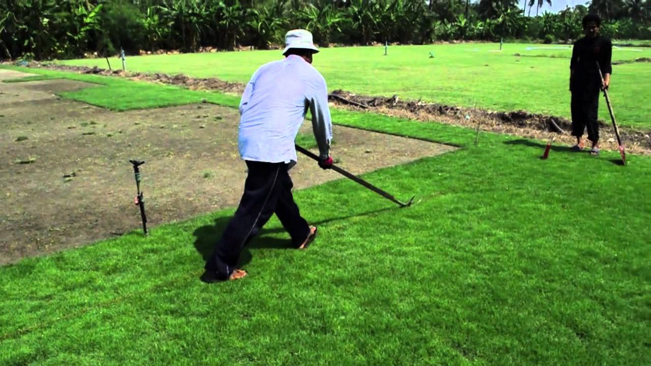 Manilagrass (Zoysia matrella) sod production at Bangkok, 1 month from planting to harvest