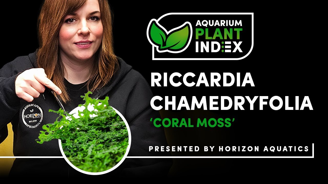 Riccardia chamedryfolia Care & Tips Stunning Moss Plant for Planted Aquariums & Aquascaping