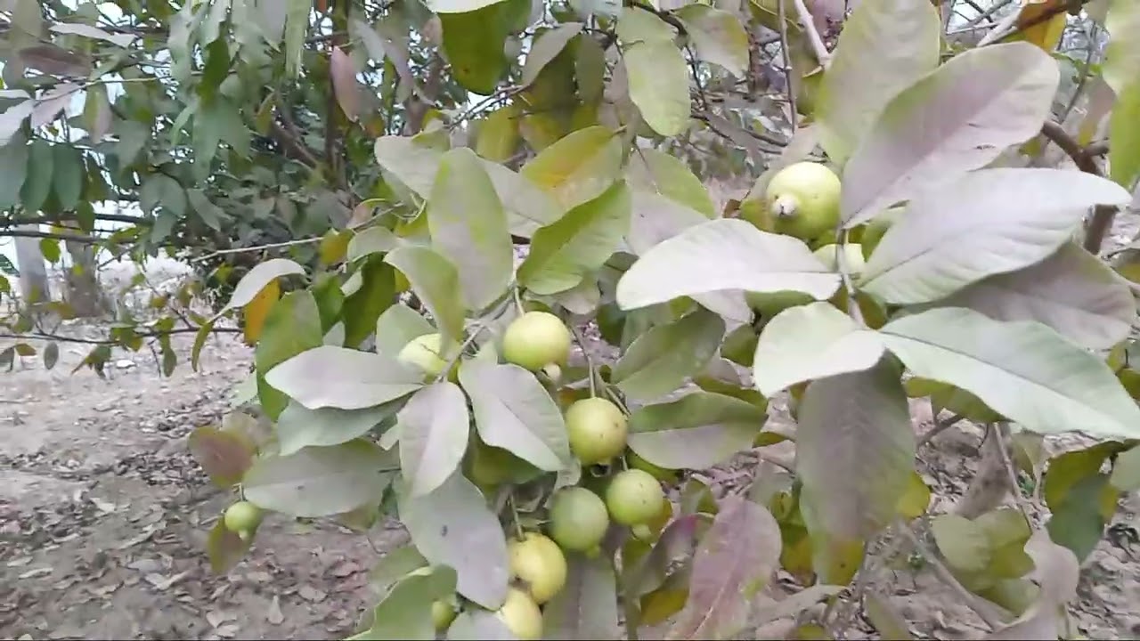 amrud ke pude ka phal ko kise garne se bachana hay #guavafruits #viral #fruitrees #tarand 