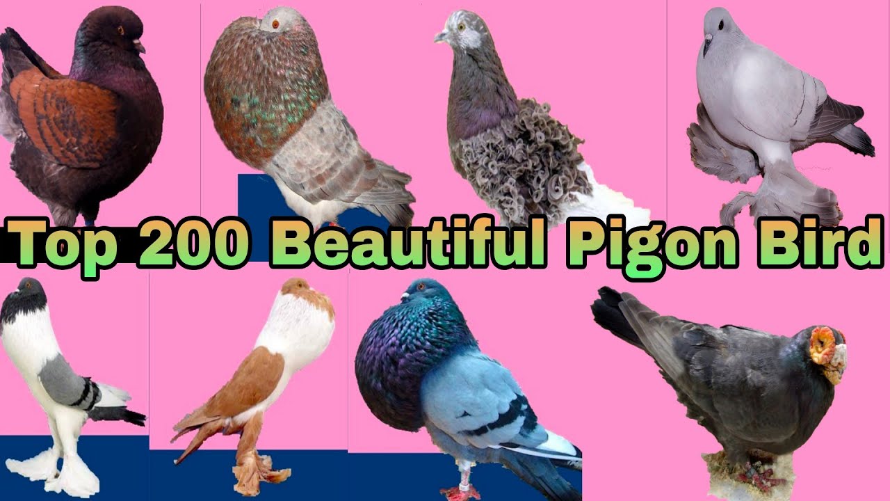 Top 200 Beautiful Pigon Bird | pigeon bird colour
