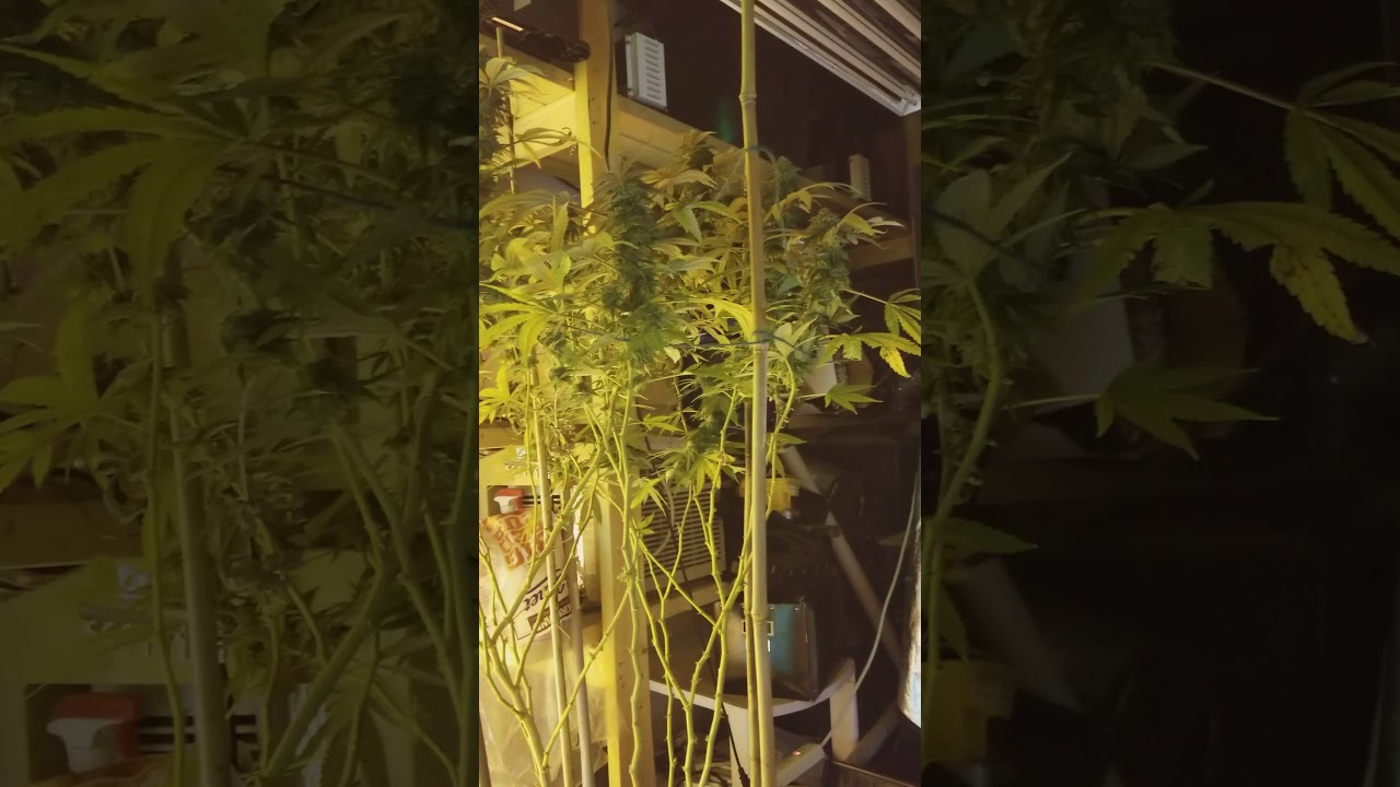 CHERRY PIE GROW
