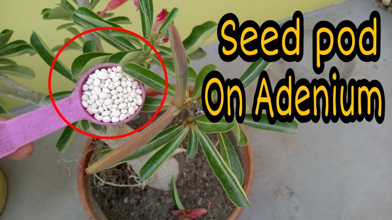 Adenium पर 200% गुना जादा Seed pod, सिर्फ 1 rs में | How to take more seed pod on adenium plant |