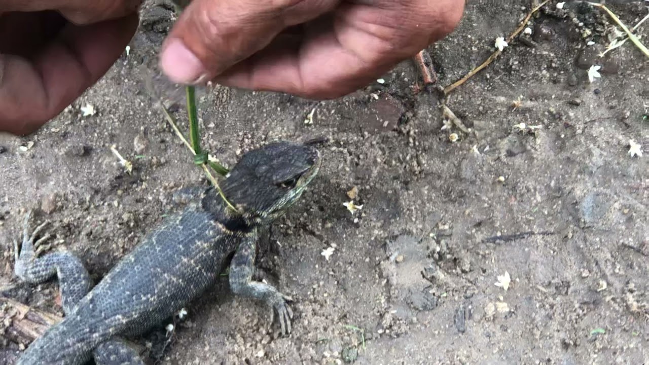 COMO CAPTURAR UMA LAGARTiXA
