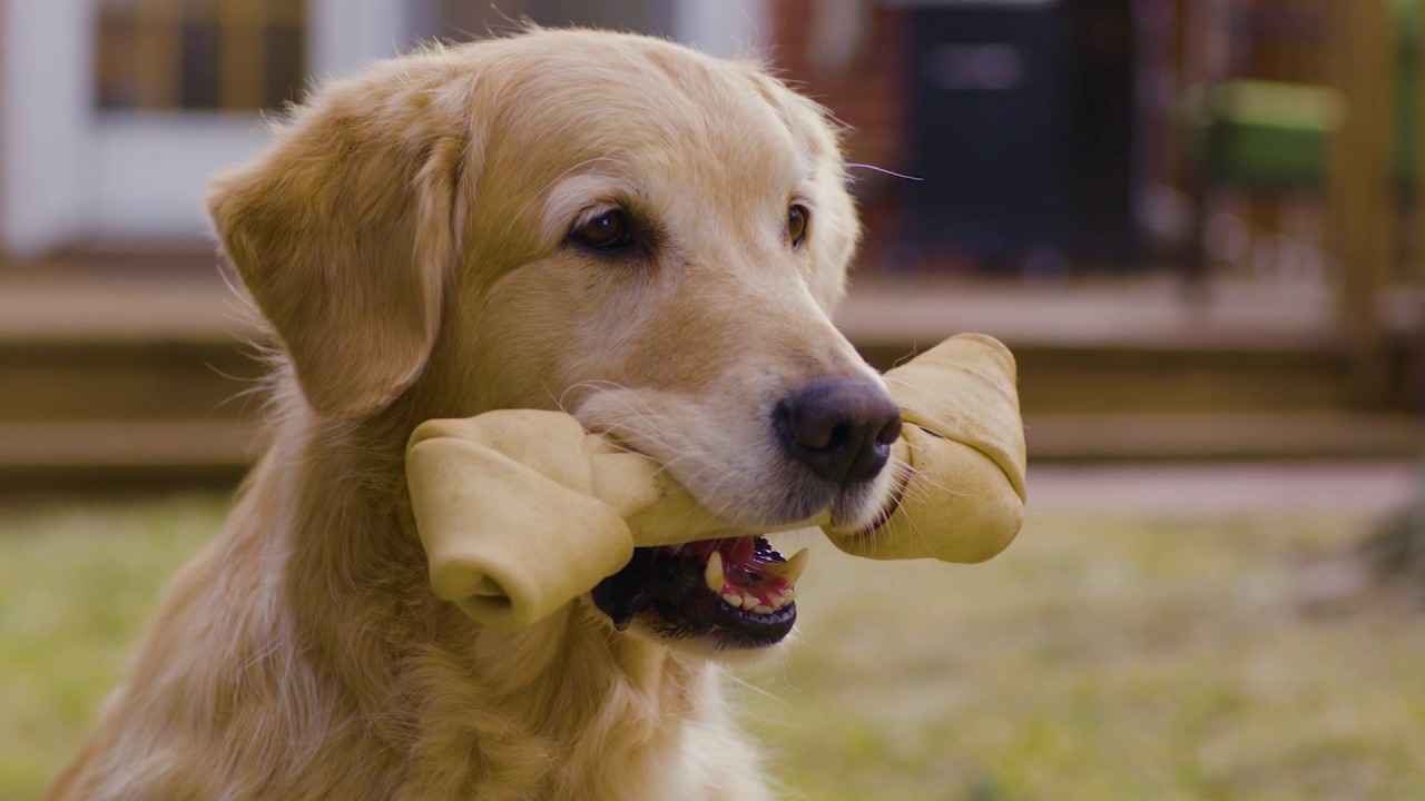 Even Dogs Know to Contact 811 Before Digging - 2020 Commercial