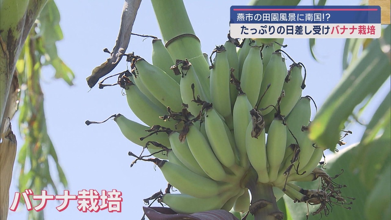 寒さに強い!?そんなバナナ！燕市で南国フルーツ〝バナナ〟を収穫【新潟･燕市】スーパーJにいがた9月10日OA